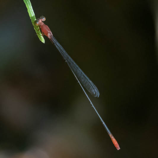 Teinobasis rufithorax male (1 of 3).jpg